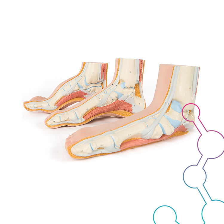 Pedicure lesmateriaal